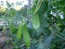 Snow Pea 'Oregon Sugar Pod II'