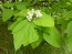 Northern Catalpa Tree Seeds (Certified Organic)