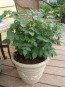 Tomato 'Remy Rouge' Plant (4" Pot, single)