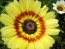 Tricolor Daisy Mixed Color