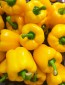 Sweet Pepper ‘Mini Yellow Bell’ Seeds (Certified Organic)