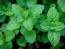 Herb 'Peppermint' Plant (4" Pot)