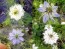 Love-in-a-Mist 'Persian Jewels Blue and White Mix' Seeds (Certified Organic)