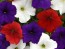 Petunia, Classic Colors Mix Seeds (Certified Organic)