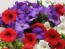 Petunia, Classic Colors Mix Seeds (Certified Organic)