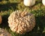 Pumpkin 'Peanut' Seeds (Certified Organic)