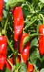 Hot Pepper ‘Espelette’