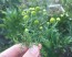 Pineappleweed / Wild Chamomile