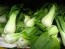 Pak Choi 'Canton White' Seeds (Certified Organic) 