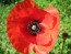 Red Corn Poppy