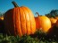 Pumpkin 'Jack O' Lantern'