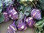 Kohlrabi 'Early Purple Vienna'