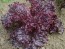 Leaf Lettuce 'Ruby Red' 