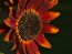Sunflower 'Red Sun'