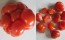 Tomato 'Reisetomate' Seeds (Certified Organic) 