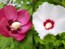 Rose of Sharon Mixed Colors Seeds (Certified Organic)