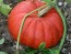 Pumpkin 'Cinderella' 'Rouge Vif D'etampes'