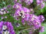 Alyssum 'Royal Carpet'