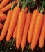 Carrot 'Scarlet Nantes'