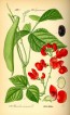 Scarlet Runner Bean