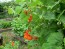 Scarlet Runner Bean