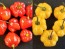 Hot Pepper ‘Red and Yellow Scotch Bonnet Mix’ 