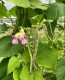 Pole Snap Bean 'Rattlesnake' 