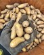 Certified Organic Russian Banana Fingerling Seed Potatoes - 2020 Spring - Harvested on our Farm