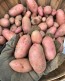 Certified Organic French Fingerling Seed Potatoes - 2020 Spring - Harvested on our Farm 