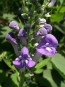 Hoary Skullcap AKA Downy Skullcap