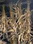 Decorative Corn Stalks