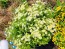 Feverfew 'White Stars' Seeds (Certified Organic)