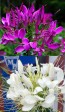 Spider Flower Mix