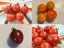 Tomato 'Sprinkles Mix' Seeds (Certified Organic)