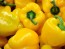 Sweet Pepper ‘Yellow Bell’ Seeds (Certified Organic)