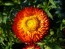 Strawflower 'Tall Double Mix'