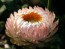 Strawflower 'Tall Double Mix'