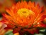 Strawflower 'Tall Double Mix'