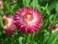 Strawflower 'Tall Double Mix'