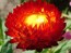 Strawflower 'Tall Double Mix'