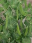 Snap Pea 'Sugar Daddy'