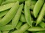 Snap Pea 'Sugar Daddy'