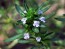 Summer Savory