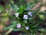 Herb 'Summer Savory' Plants (6 Pack)