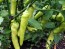 Banana Pepper 'Sweet Banana' Seeds (Certified Organic)