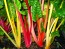 Swiss Chard 'Rainbow'