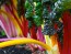 Swiss Chard 'Rainbow'