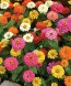 Zinnia 'Thumbelina Mix'