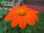 Mexican Sunflower 'Torch'