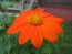 Mexican Sunflower 'Red and Orange Torch Mix' Seeds (Certified Organic)